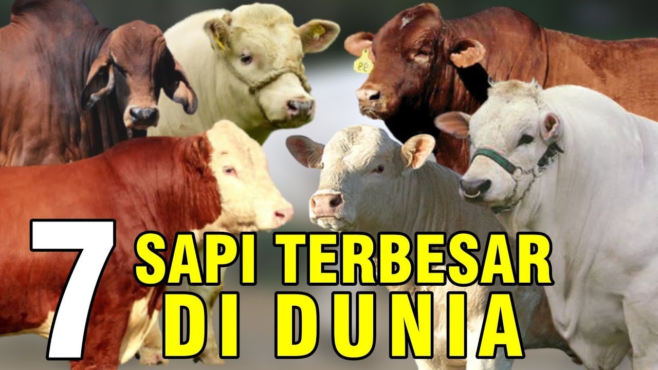
                                 Jenis-Sapi-Jumbo-Terbesar-Di-Dunia